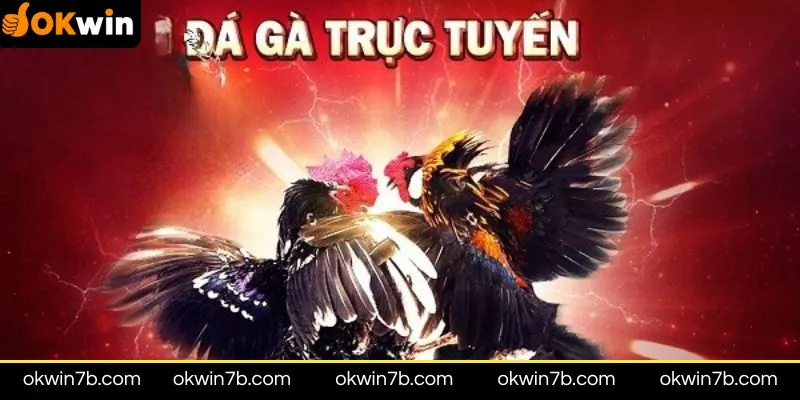 Đặc điểm nổi bật của Đá gà OKWIN