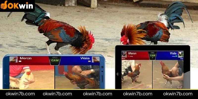 Trò chơi Đá gà online OKWIN có hợp pháp không?